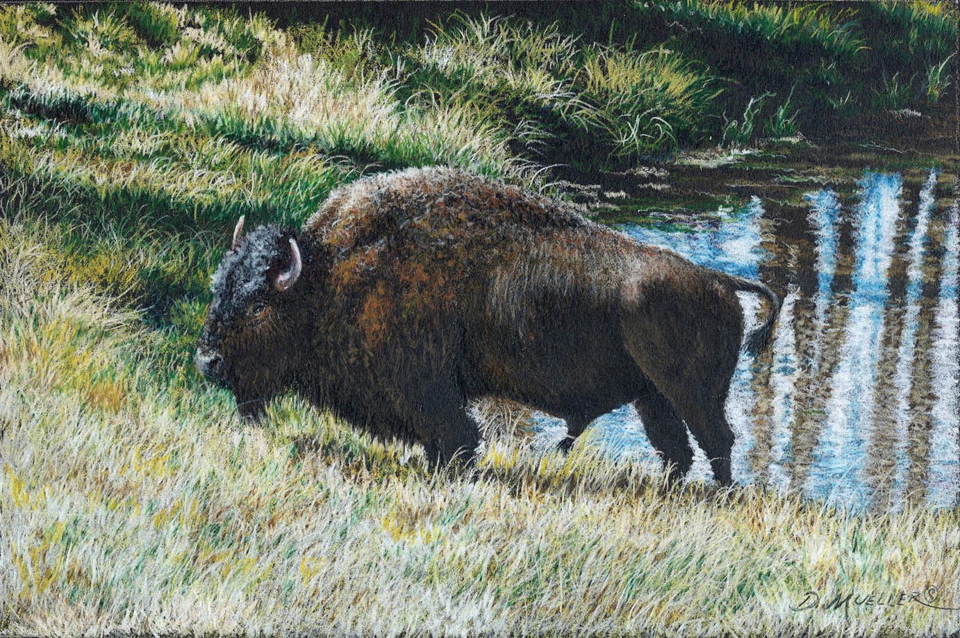 buffalo pencil drawing