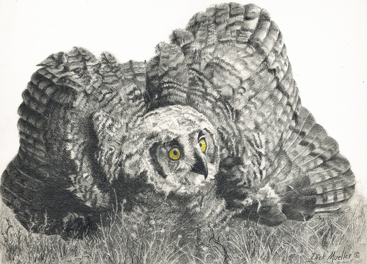 owl pencil drawing
